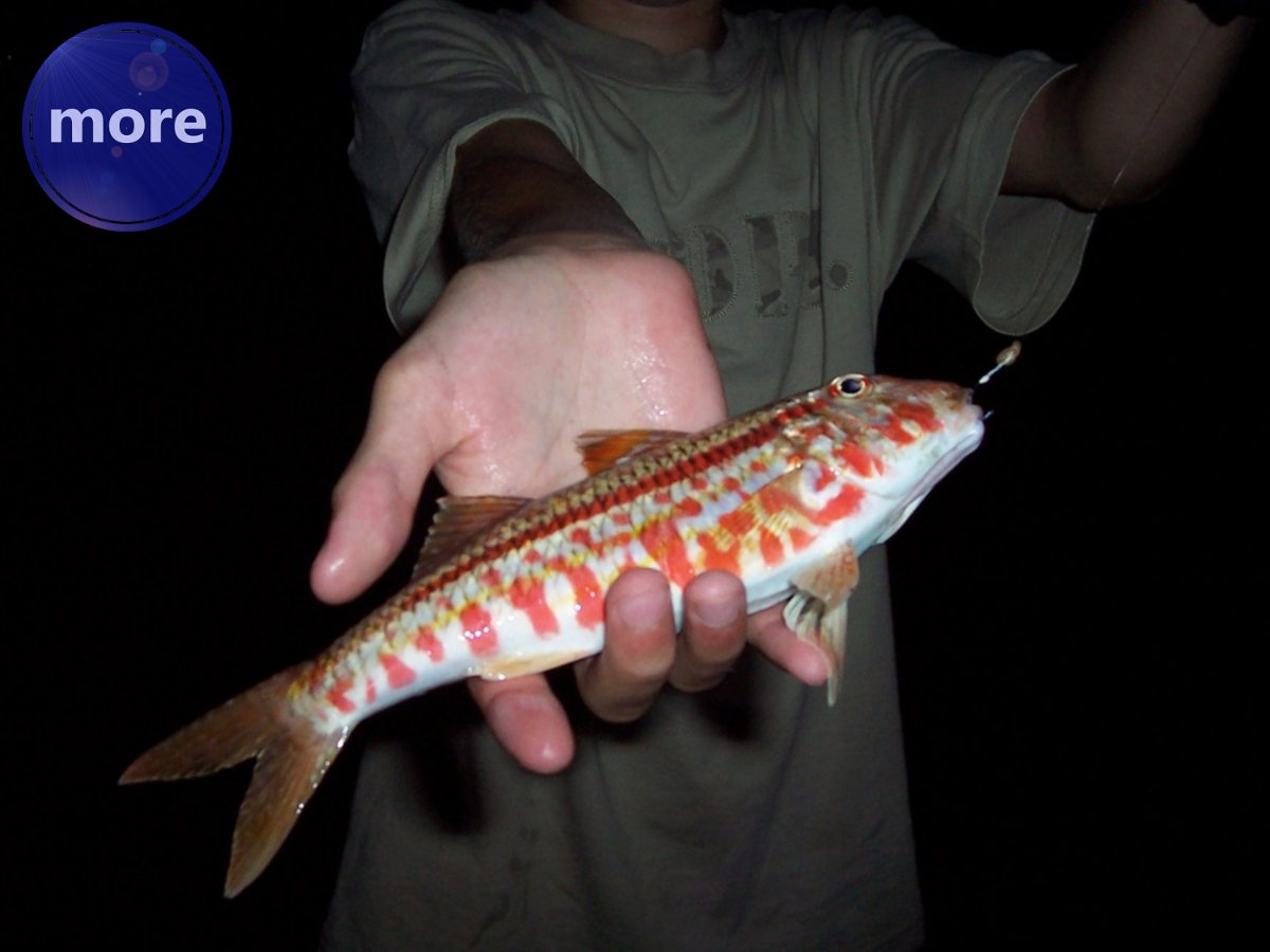 Oranjem do trlje (barbuna)