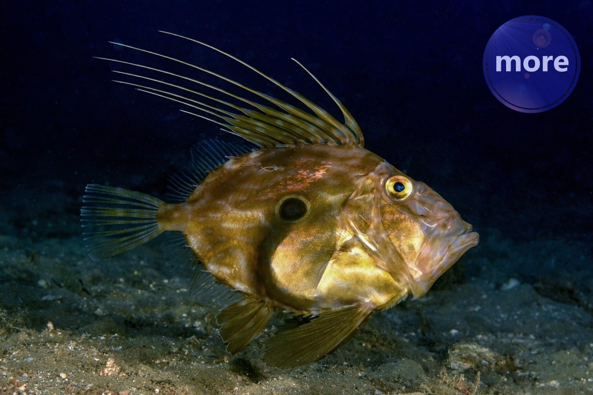 POČELA JE SEZONA KOVAČA I TRAJAT ĆE CIJELO LJETO