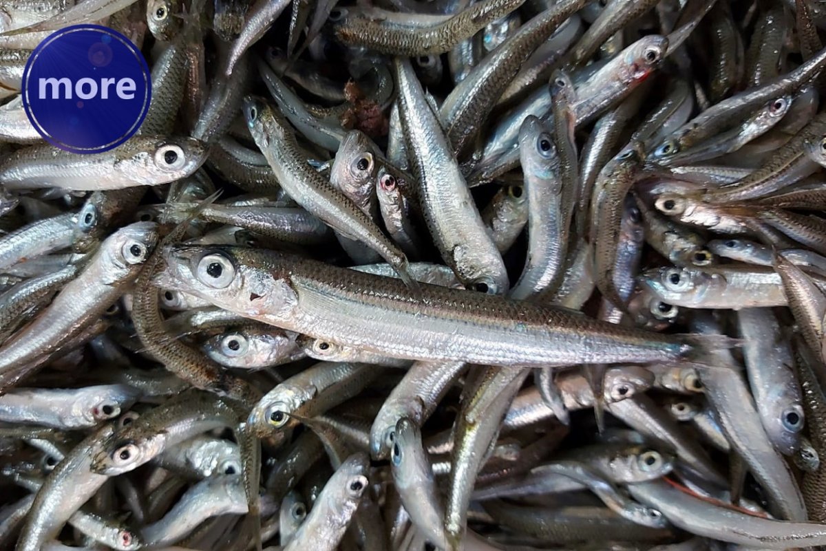 GAVUN, SKROMNA RIBICA RASKOŠNOG OKUSA I BROJNIH IMENA