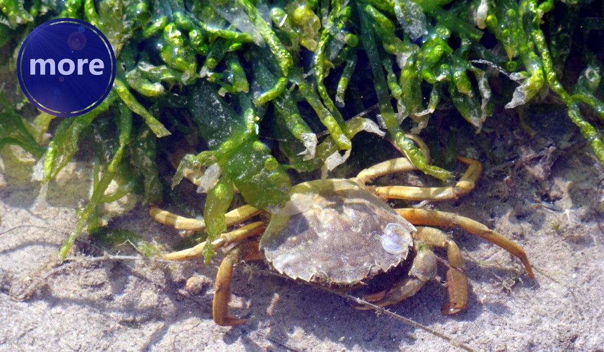 ŽIVI RAK VODAR JE DOBAR MAMAC, EVO KAKO GA ULOVITI I ČUVATI