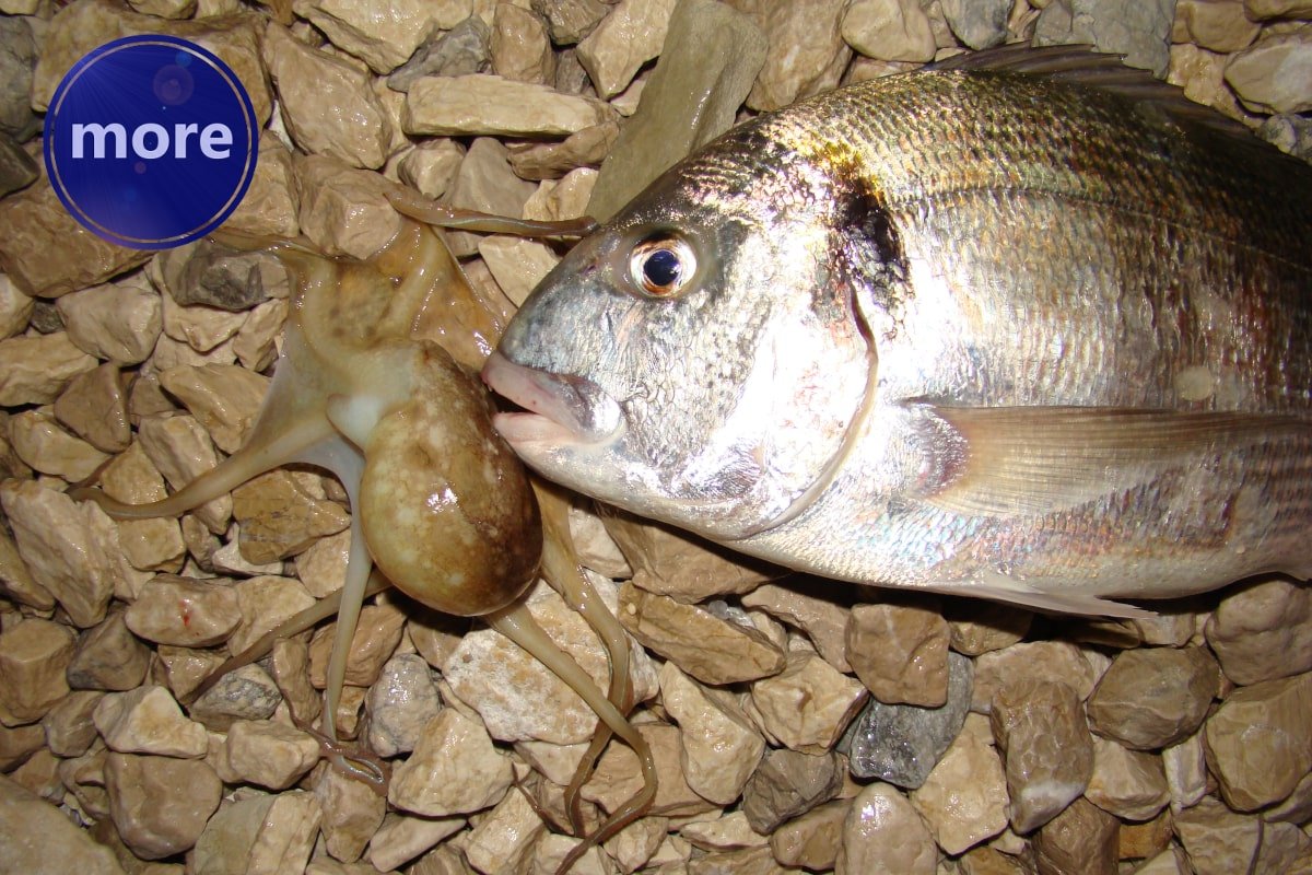 MUZGAVCE VOLE I „OKRUNJENE MORSKE GLAVE”