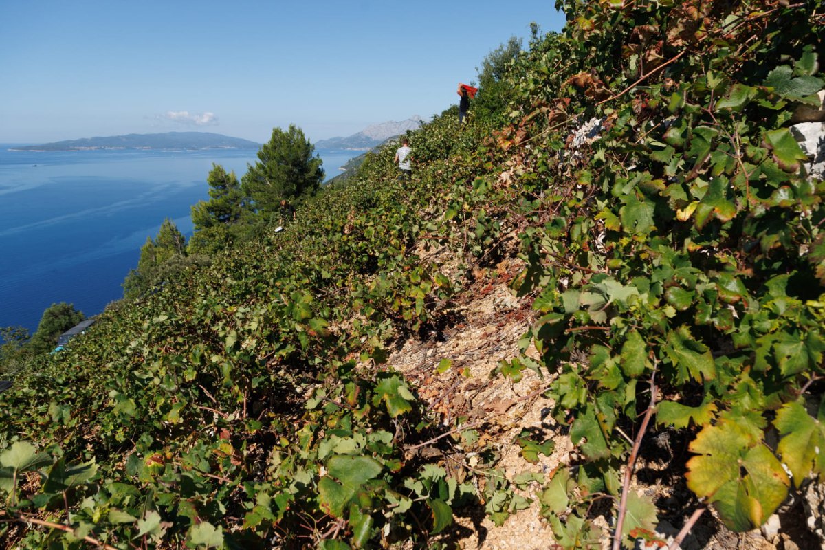 OLAKŠANJE ZA PELJEŠKE VINOGRADARE, LOZU NIJE NAPALA ZLATNA ŽUTICA