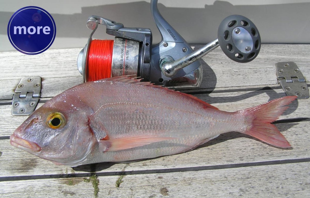 SADA KAD NAJBOLJE „RADE” VELIKI ARBUNI MOGU SE LOVITI I SKOSAVANJEM