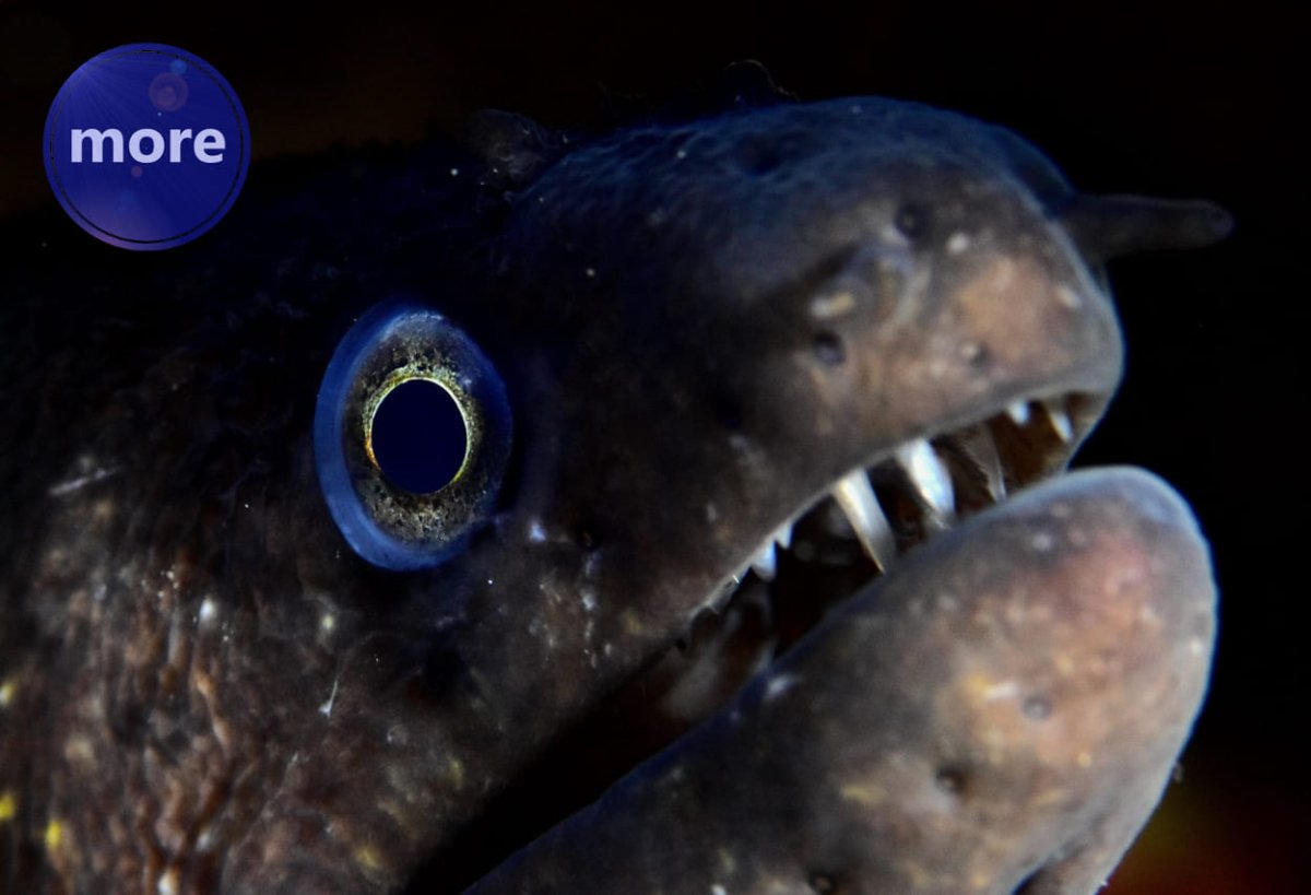 MURINA, RIBA IZ MRAČNIH PRIČA