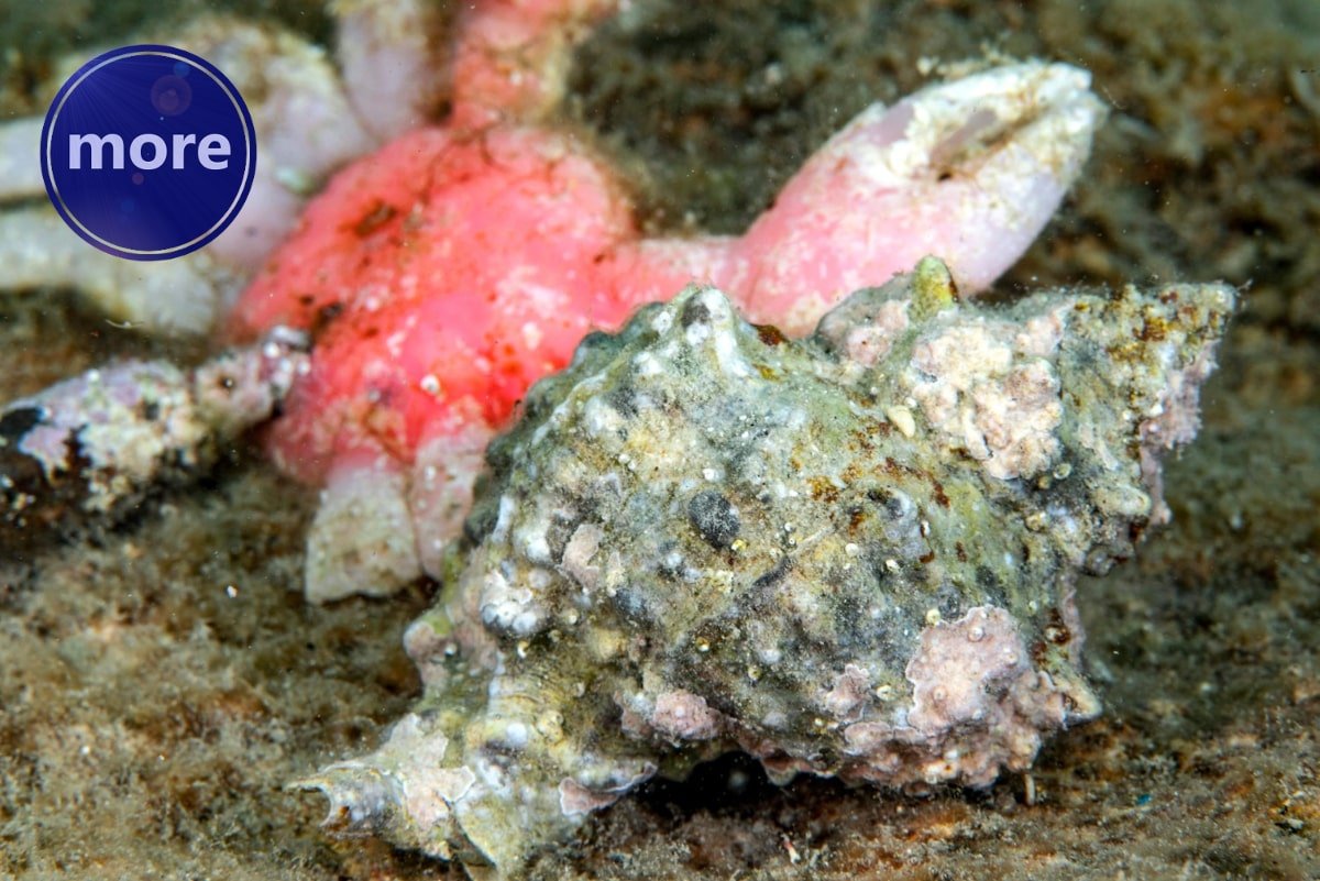 KRUPNE RIBE SADA JE NAJBOLJE LOVITI PUŽEVIMA, EVO I ZAŠTO TE KAKO DO NJIH