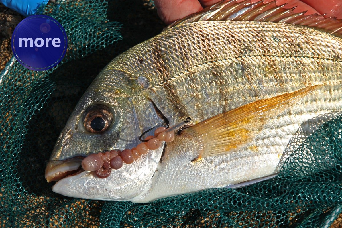 KAKO NADJENUTI BIBIJA, A NE OŠTETITI GA