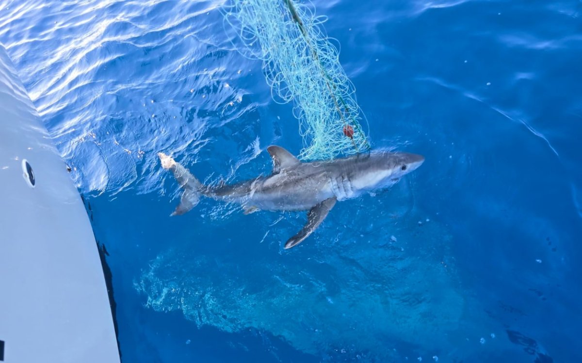 ZAŠTO JE POJAVA VELIKE BIJELE PSINE ZAPRAVO IZVRSNA VIJEST