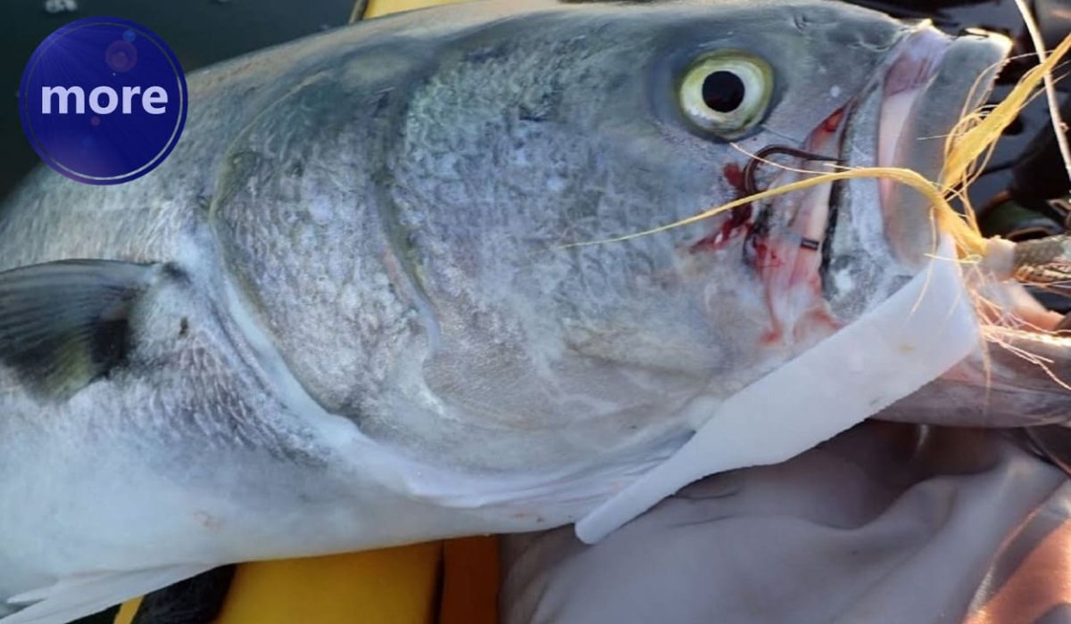 SVINJSKA KOŽICA, ZABORAVLJEN, ALI DOBAR MAMAC