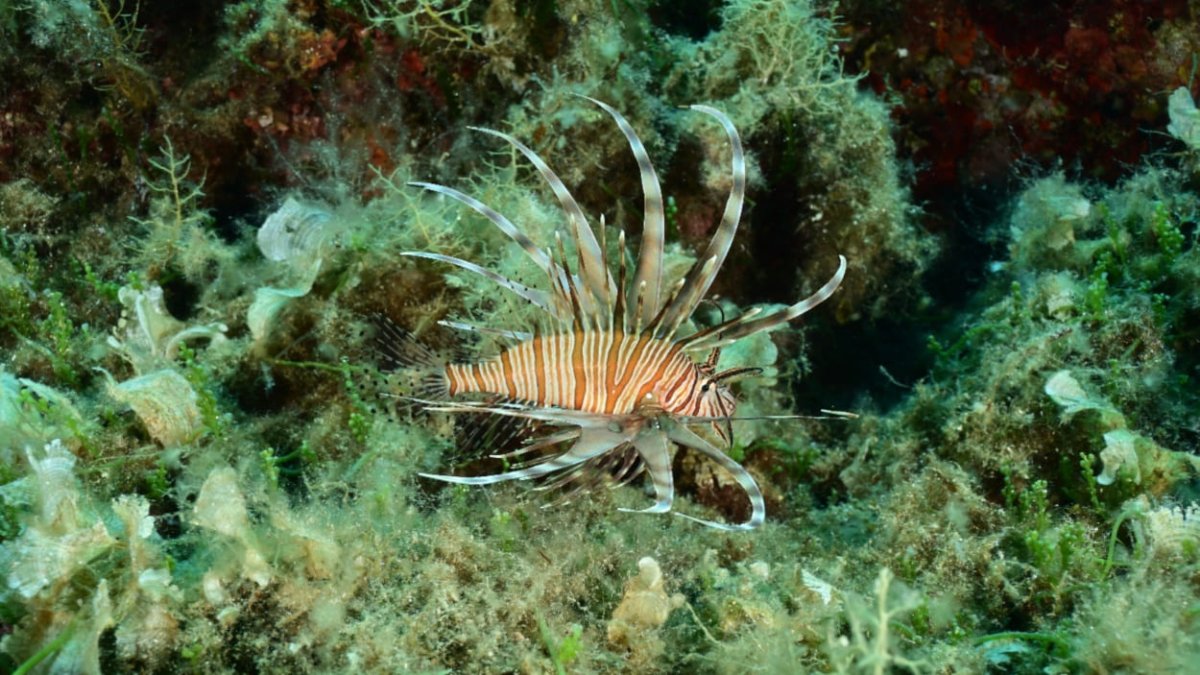 VATRENJAČA I U MLJETSKOM PODMORJU