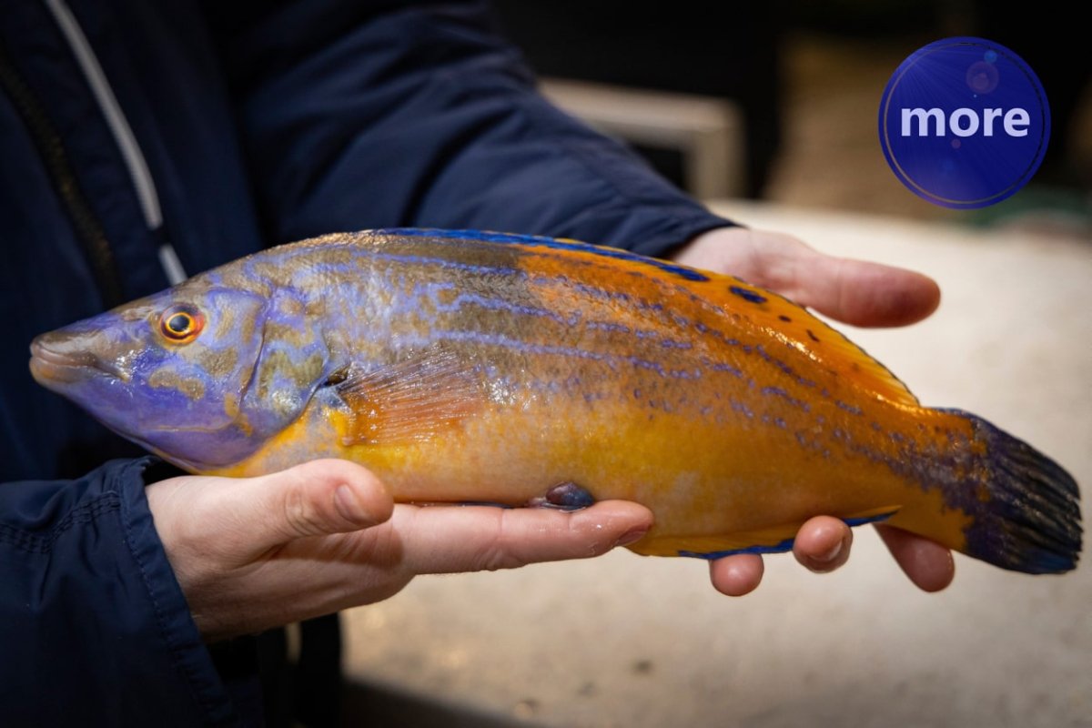 U PLIĆACIMA JE SADA NAJVIŠE USNAČA, KAKO IH NAJLAKŠE LOVITI