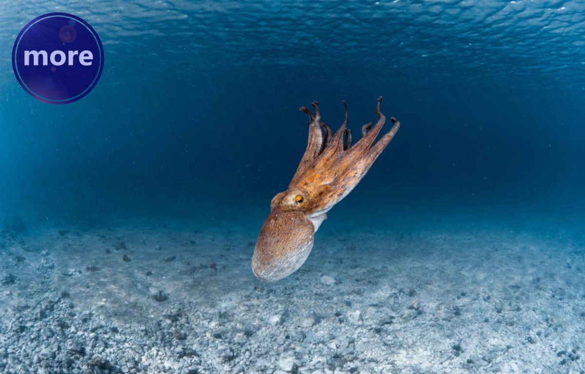 KAKO SE HOBOTNICE NIKAD NE „ZAPETLJAJU” I KAKO TO MOŽE POMOĆI U MEDICINI