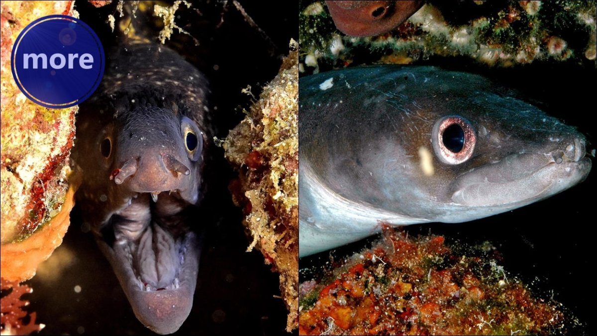 KAKO ZNATI JE LI NA UDICI MURINA ILI GRUJ?