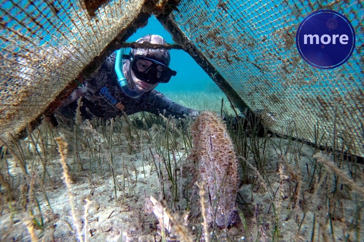 VIDJELI STE PLEMENITU PERISKU, DOJAVITE, A EVO I KAKO PROVJERITI JE LI ŽIVA