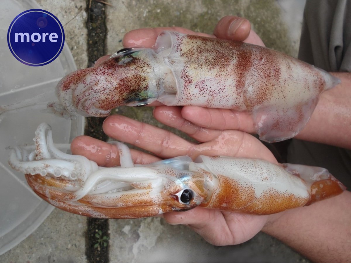 Totanj također može biti dobar mamac