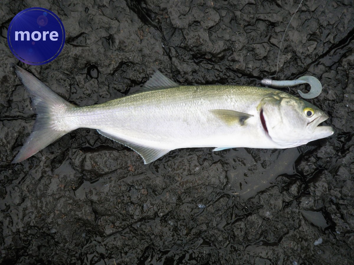 Svaki ribolovac u kolekciji treba imati i „twister“ varalice